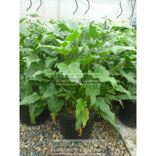 Philodendron Xanadu Xlarge 300Mm Pots. 25L Pot Plants