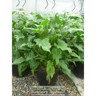 Philodendron Xanadu Xlarge 300Mm Pots. 25L Pot Plants