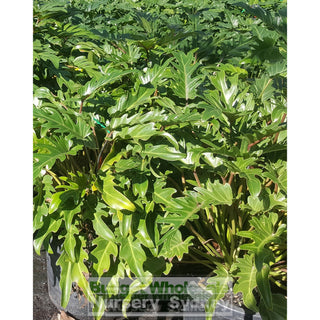 Philodendron Xanadu Xlarge 300Mm Pots. 25L Pot Plants