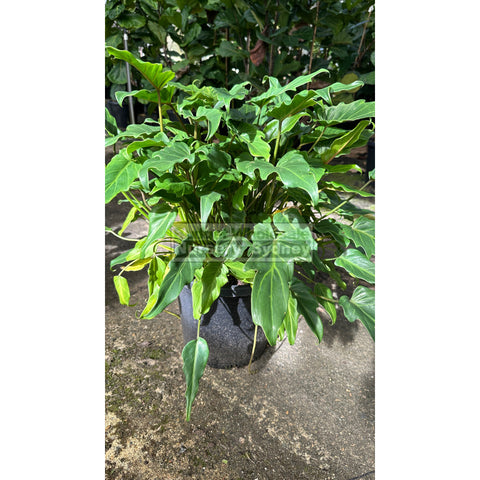 Philodendron xanadu XLarge 300mm Pots. 25L pot