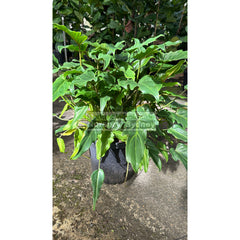 Philodendron Xanadu Xlarge 300Mm Pots. 25L Pot Plants