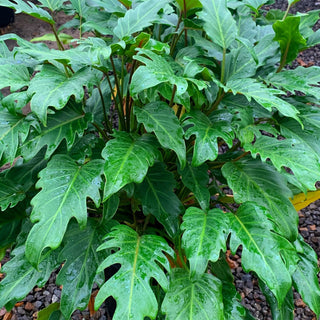 Philodendron Xanadu Xlarge 300Mm Pots. 25L Pot Plants