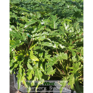 Philodendron Xanadu Xlarge 300Mm Pots. 25L Pot Plants