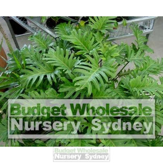 Philodendron Xanadu Xlarge 300Mm Pots. 25L Pot Plants