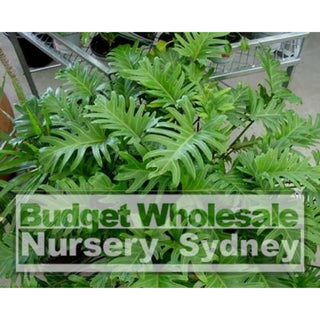 Philodendron Xanadu Xlarge 300Mm Pots. 25L Pot Plants