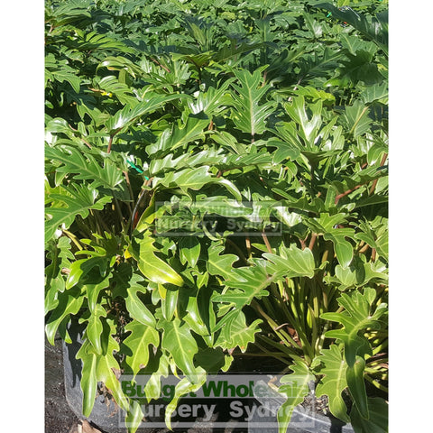 Philodendron Xanadu Xlarge 300Mm Pots. 25L Pot Plants