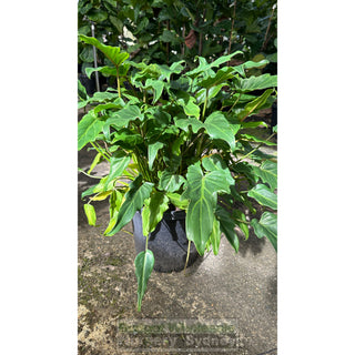 Philodendron Xanadu Xlarge 300Mm Pots. 25L Pot Plants