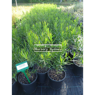 Philotheca Myoporoides Profusion 200Mm Pots Eriostemon Plants