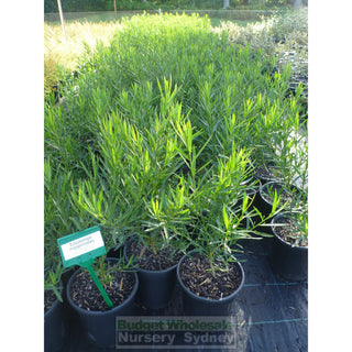 Philotheca Myoporoides Profusion 200Mm Pots Eriostemon Plants