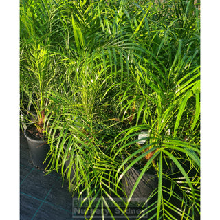 Phoenix roebelenii (Dwarf Date Palm) 200mm - Default type