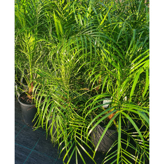 Phoenix roebelenii (Dwarf Date Palm) 200mm - Default type