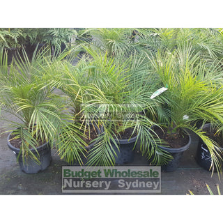 Phoenix Roebellini (Dwarf Date Palm) Large 300Mm Default Type