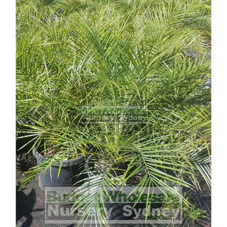 Phoenix Roebellini (Dwarf Date Palm) Large 300Mm Default Type