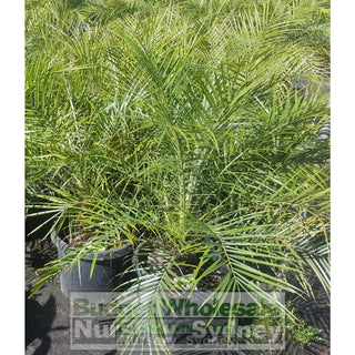 Phoenix Roebellini (Dwarf Date Palm) Large 300Mm Default Type