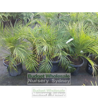 Phoenix Roebellini (Dwarf Date Palm) Large 300Mm Default Type