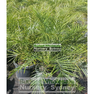 Phoenix Roebellini (Dwarf Date Palm) Large 300Mm Default Type