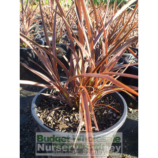 Phormium Bronze Baby 200Mm New Zealand Flax Purple 200Mm Pot. Full Sun Or Part Shade. Drought
