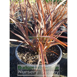 Phormium Bronze Baby 200Mm New Zealand Flax Purple 200Mm Pot. Full Sun Or Part Shade. Drought