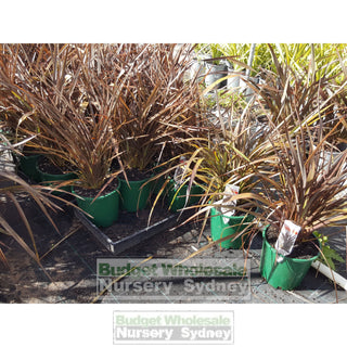 Phormium Bronze Baby 200Mm New Zealand Flax Purple 200Mm Pot. Full Sun Or Part Shade. Drought