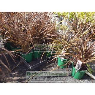 Phormium Bronze Baby 200Mm New Zealand Flax Purple 200Mm Pot. Full Sun Or Part Shade. Drought