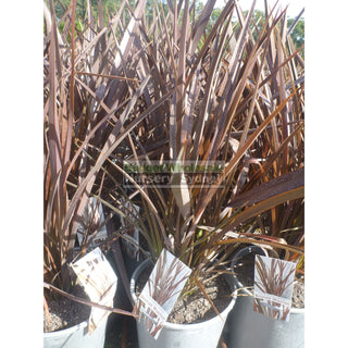 Phormium Bronze Warrior (Nz Flax) 200Mm Pot Default Type