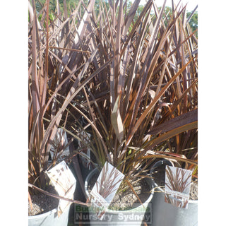 Phormium Bronze Warrior (Nz Flax) 200Mm Pot Default Type