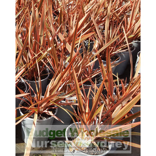 Phormium Chief (Cheiftain) 200Mm Pot Nz Flax Plants