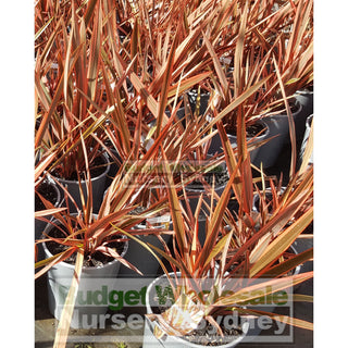 Phormium Chief (Cheiftain) 200Mm Pot Nz Flax Plants