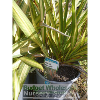 Phormium Cream Delight (Nz Flax) 200Mm Pot Default Type