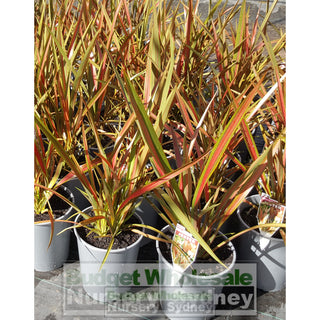 Phormium Jester 200Mm Pot Plants
