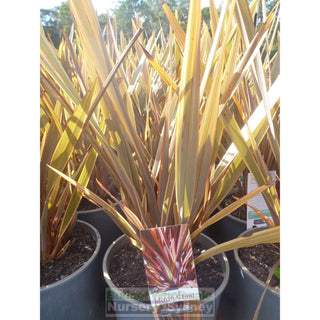 Phormium Maori Chief 200Mm Default Type