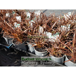 Phormium Sweet Mist (Nz Flax) 200Mm Default Type
