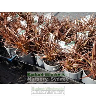 Phormium Sweet Mist (Nz Flax) 200Mm Default Type