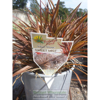 Phormium Sweet Mist (Nz Flax) 200Mm Default Type