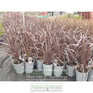 Phormium Wildwood (Nz Flax) 200Mm Plants