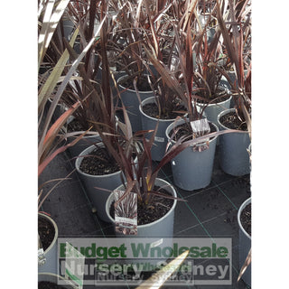 Phormium Wildwood (Nz Flax) 200Mm Plants
