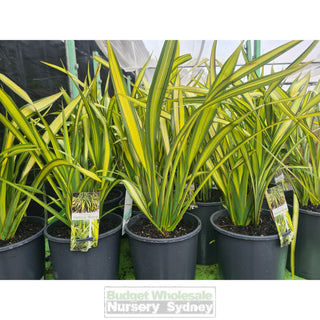 Phormium Yellow Wave 170mm / 200mm Pot NZ Flax - Plants