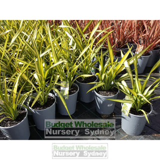 Phormium Yellow Wave 170Mm Pot Nz Flax Plants