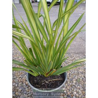 Phormium Yellow Wave 170Mm Pot Nz Flax Plants