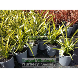 Phormium Yellow Wave 170Mm Pot Nz Flax Plants
