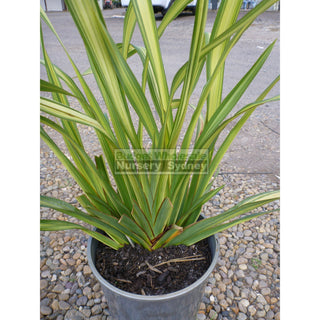 Phormium Yellow Wave 170Mm Pot Nz Flax Plants