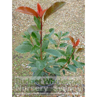 Photinia Red Robin 200Mm Pot. Plants