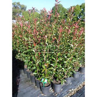 Photinia Red Robin 200Mm Pot. Plants