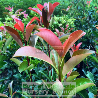 Photinia Red Robin 200Mm Pot. Plants