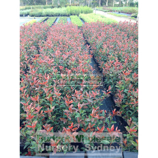 Photinia Red Robin 200Mm Pot. Plants