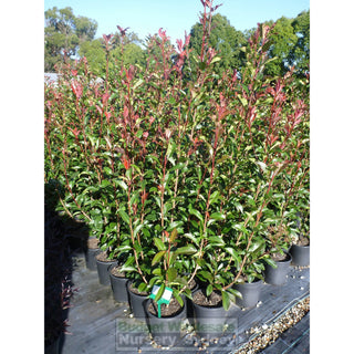 Photinia Red Robin 200Mm Pot. Plants