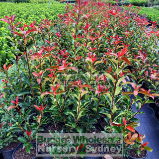 Photinia Red Robin 200Mm Pot. Plants