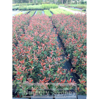 Photinia Red Robin 200Mm Pot. Plants