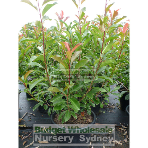 Photinia Red Robin Extra Large 400Mm Pot. Plants