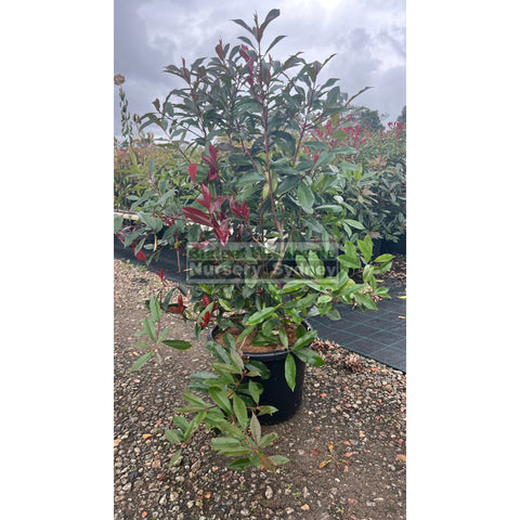 Photinia Red Robin Extra Large 400mm Pot.